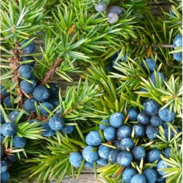Juniper Incense - Paired with DJ Shadow's Endtroducing